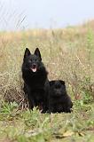 SCHIPPERKE 213